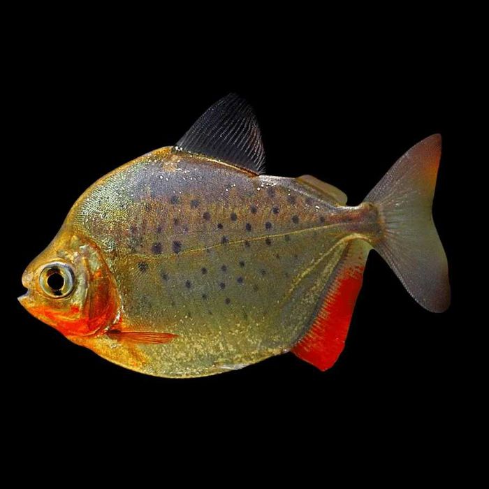 Экзотические рыбки