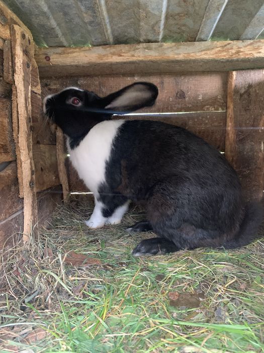 Продам кроликів різного віку