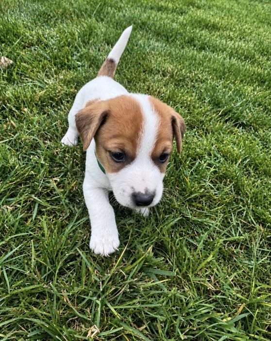 Jack Russell Terrier