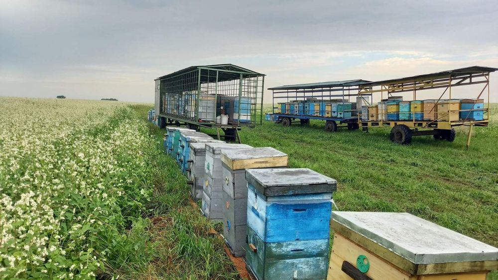 Продам бджолопакети в першій декаді травня.
