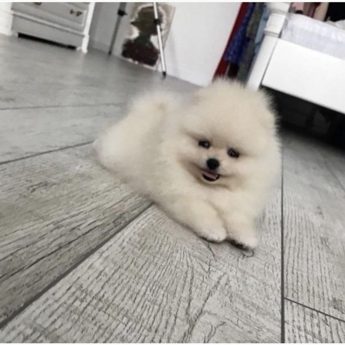 Шпіц дуже гарний