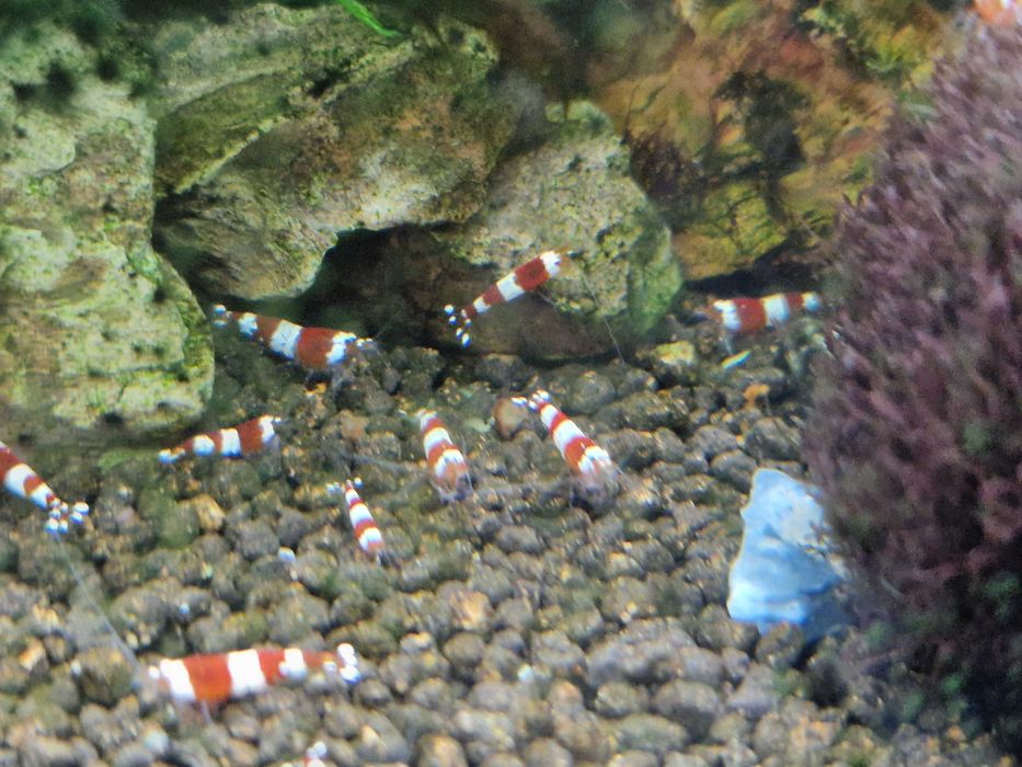 Krewetki Caridina Crystal Red CR