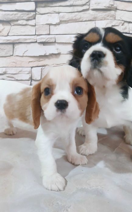 suczka Cavalier king charles spaniel 10 tyg.