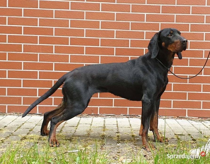 Oddam psa w dobre ręce