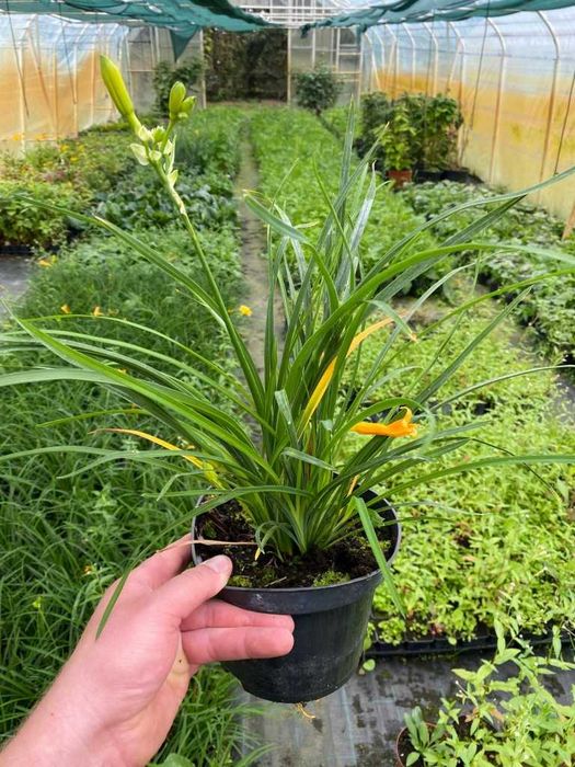 Liliowiec Stella de Oro 3L
