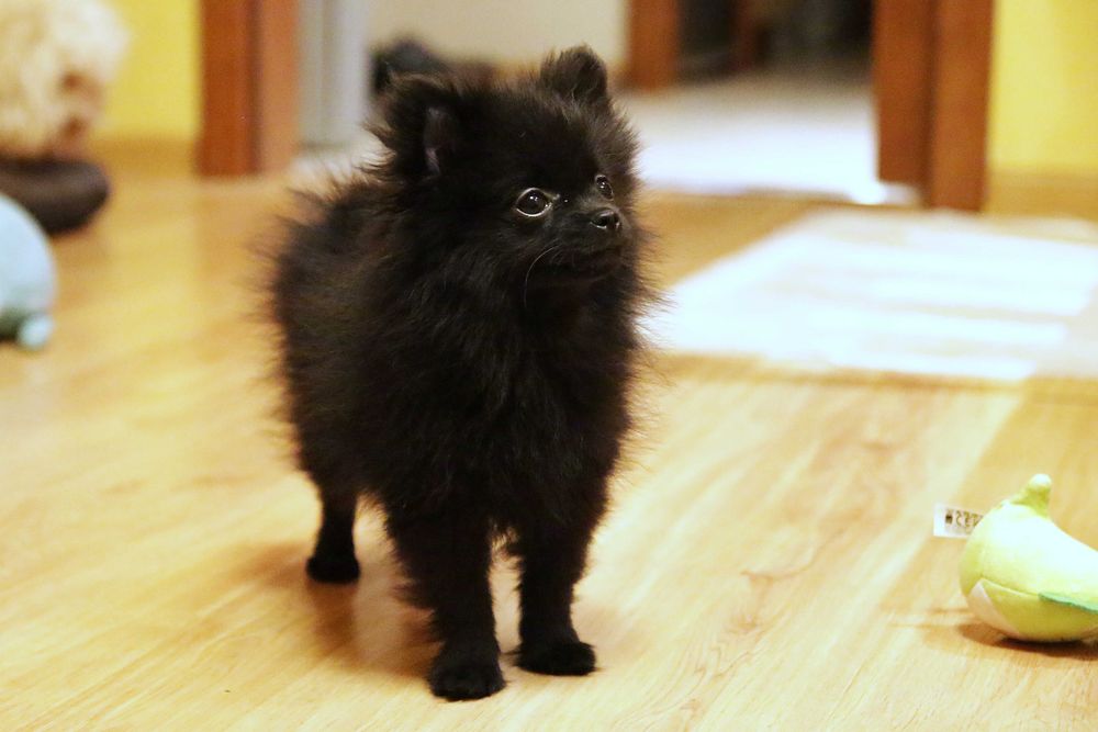 sunia szpic miniaturowy - niezrealizowana rezerwacja