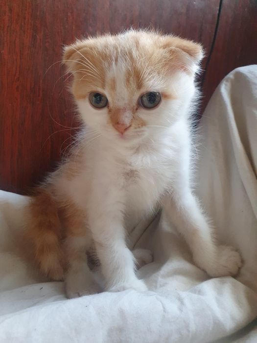 Шатландец вислоушка котик