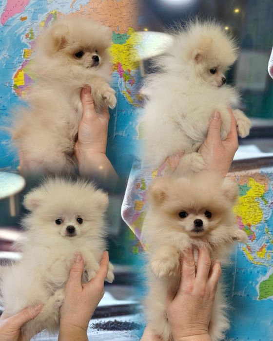 Малючки шпіцулічки!