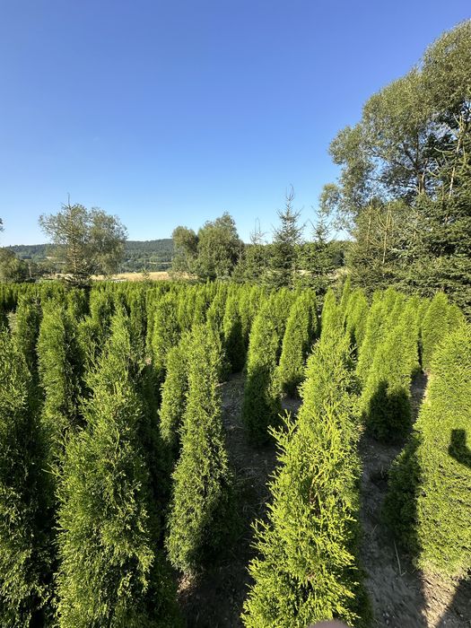 Tuja thuje szmaragd szmaragdy sadzenie transport