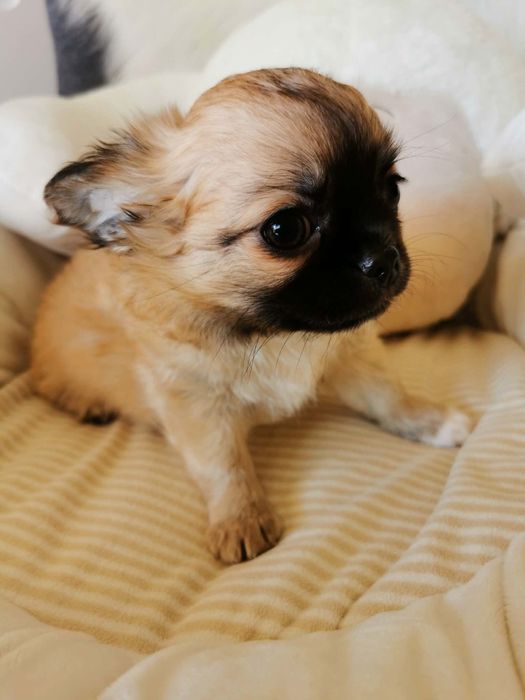 Chihuahua długowłosy chłopiec ZKwP FCI