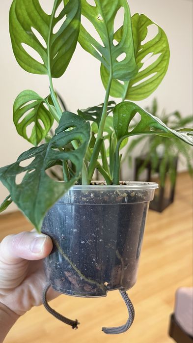 Монстера Манкі ліана