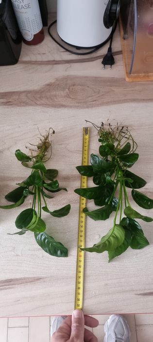 Anubias e tronco para aquario
