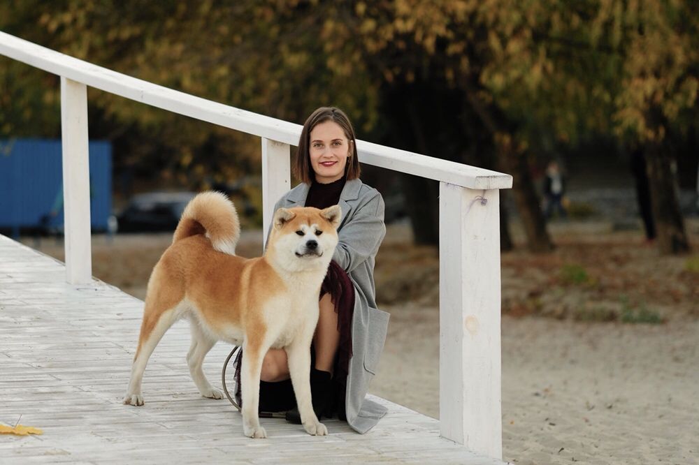 Японська Акіта іну малюки в продажі.