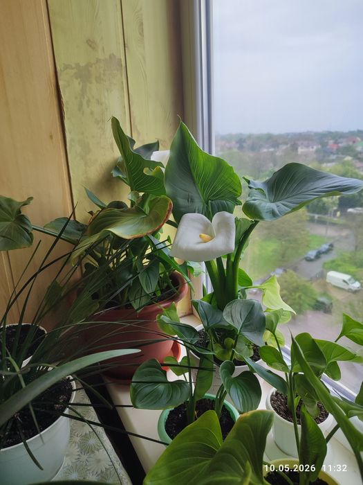 Продам каллы. Не клубни!