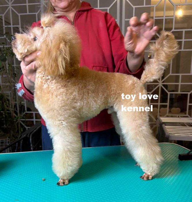 Мініатюрний пудель, хлопець, абрикосовий, 29 см КСУ/FCI