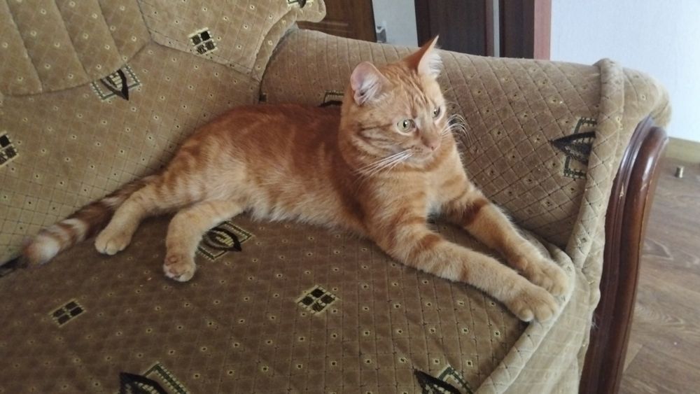 Подарю кота в добрые руки