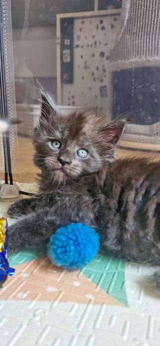 Kocurek Maine Coon FPL FIFE opcja hodowlana