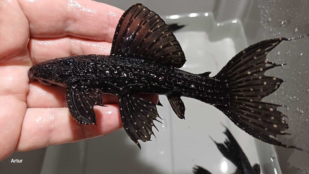 Zbrojnik Pseudacanthicus serratus SURINAME różne rozmiary