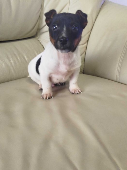 Jack Russell Terrier piesek tel.-5.7.5.3.0.2.0.3.9.