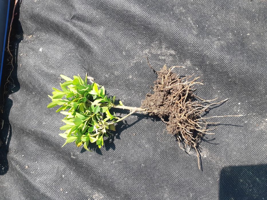 Продам саджанці самшиту відкрита коренева