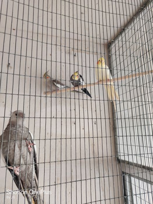 Agapórnis e Caturras