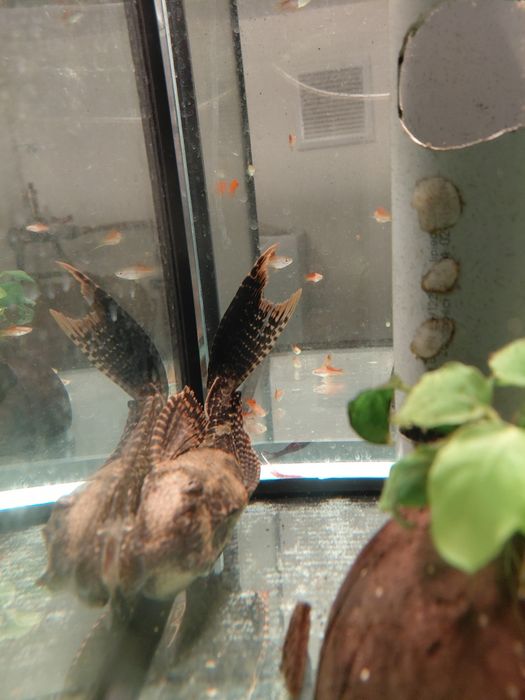 Glonojad gibiceps