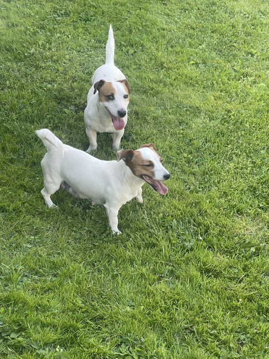 Jack Russell  Terrier suczka malutka  Jack Rusel Terier