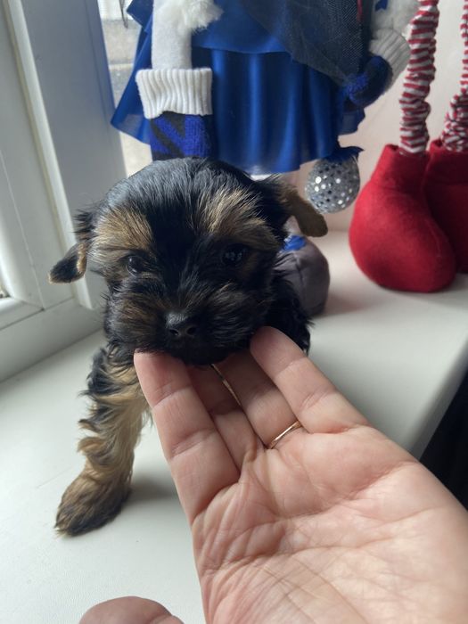 Хлопчик, гарнюній йорчик