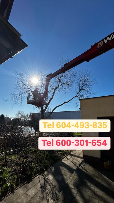 Wycinka drzew Frezowanie korzeni Wertykulacja ogrodnik  wywóz gałęzi