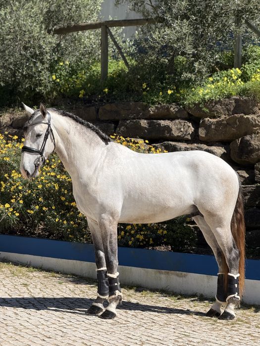 Excellent  Cavalo Veiga   PSL   Blue book complet !