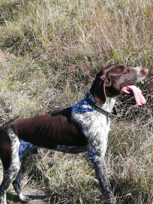 Шукаємо дівчинку для любові.