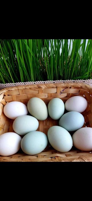 Kury na jajka Rosa z jajkiem, Leghorn