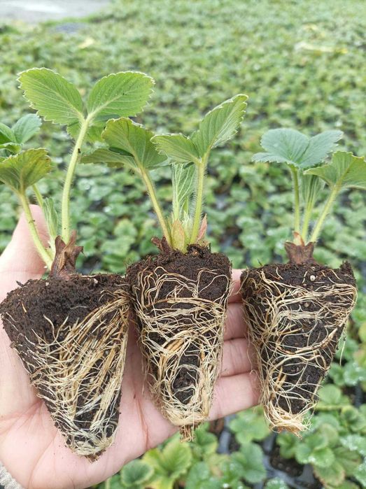 Касетная россада клубники. Саженцы клубники.