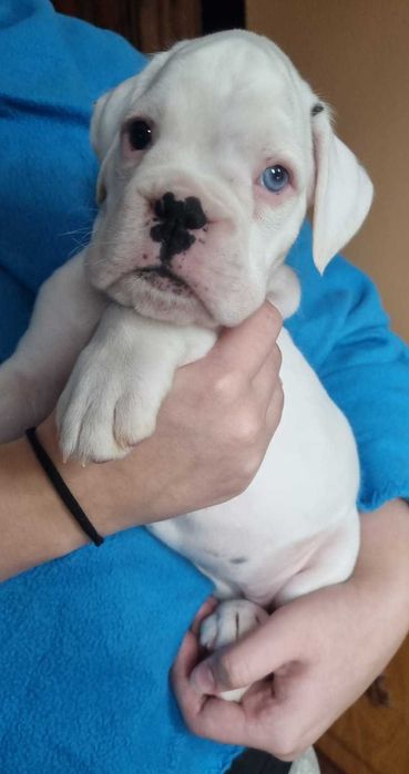 BOKSER - suczka ZKwP (FCI)