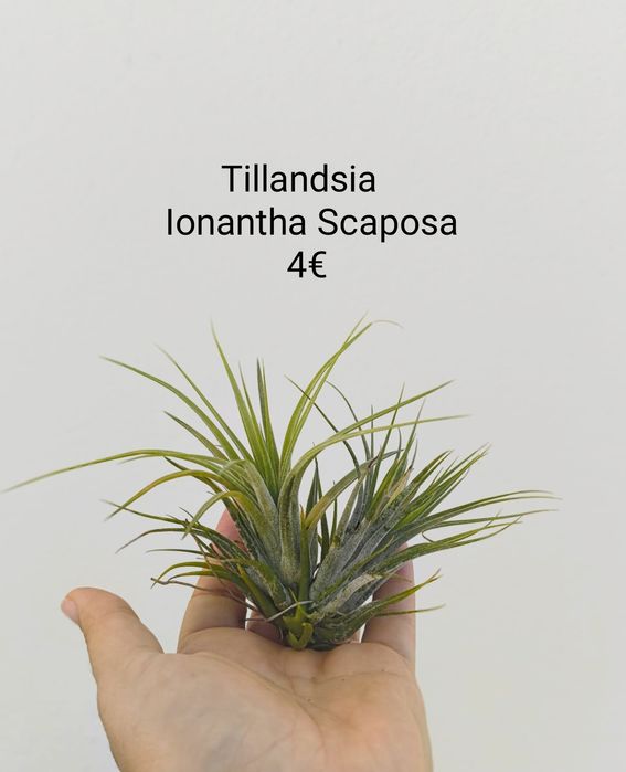 Tillandsias várias - plantas aéreas