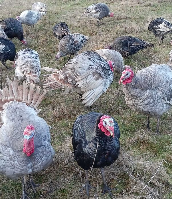 Інкубаційні індичі яйця