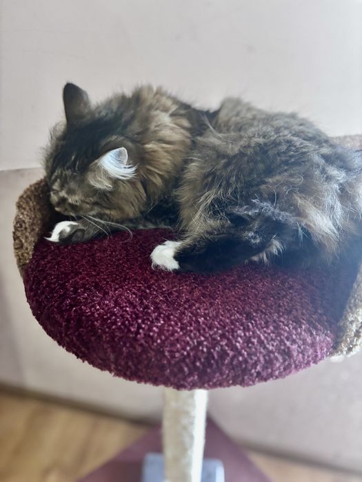 Дряпалка і лежанка для кота