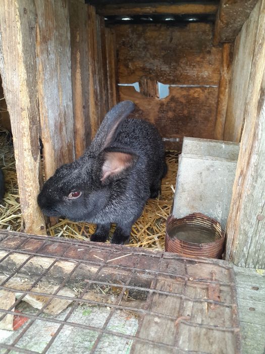 Порода полтавське срібло.