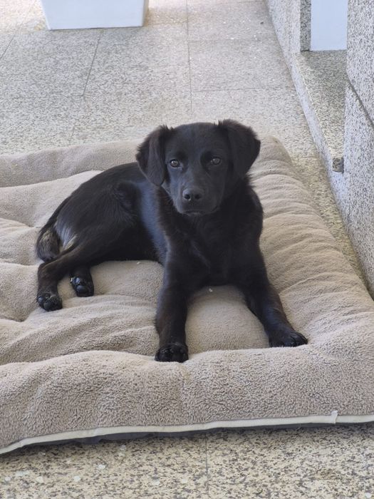 Cadela para Adoção