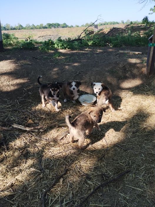 Отдам даром щенков.