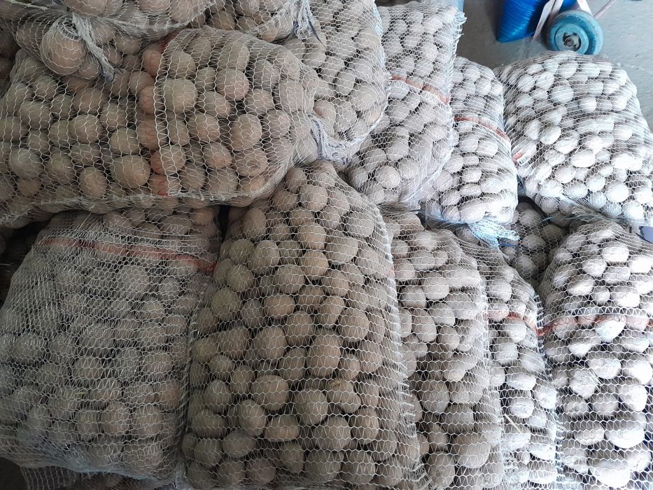 Ziemniaki paszowe odpadowe