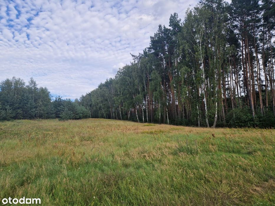 Chorzępowo działka budowlana 2295 m2 JEZIORO pod lasem MPZP Sieraków