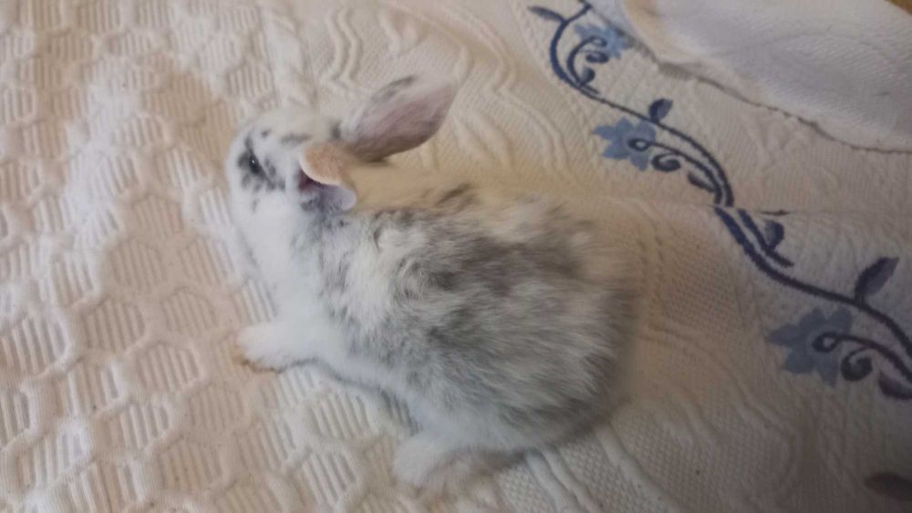 Animais de estimação