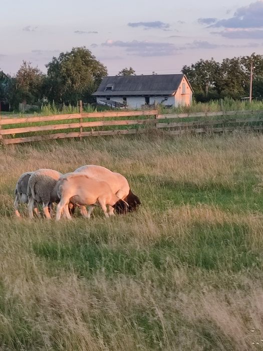 ДОРПЕР баранчики