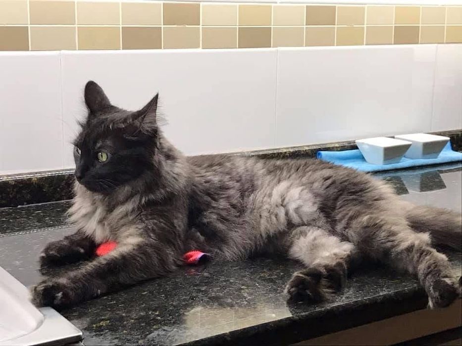 Dog Walking e Pet Sitting