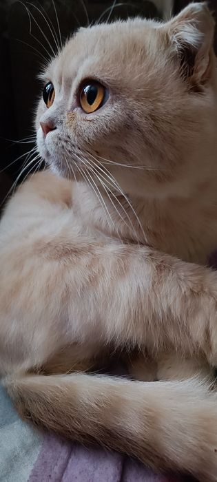 Кошенята шотландські