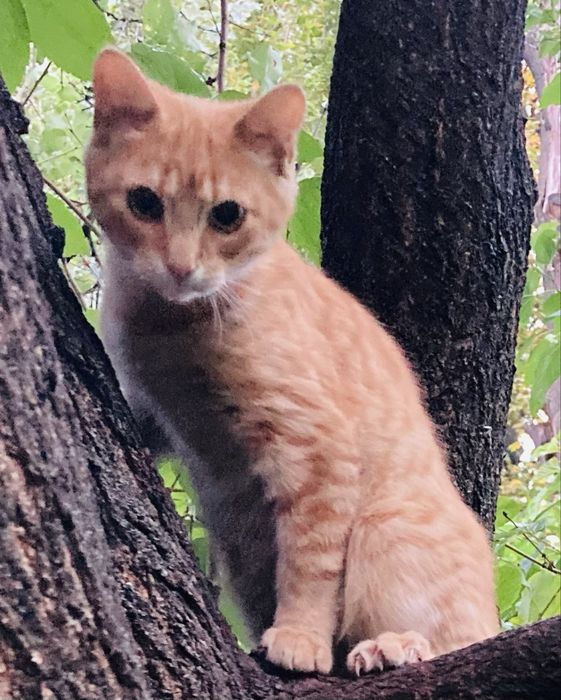 Котики в добрі руки