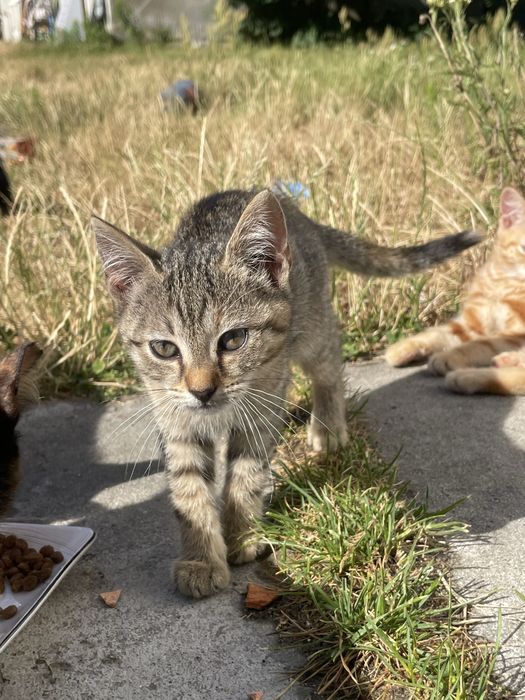 Kot i kotki do adopcji