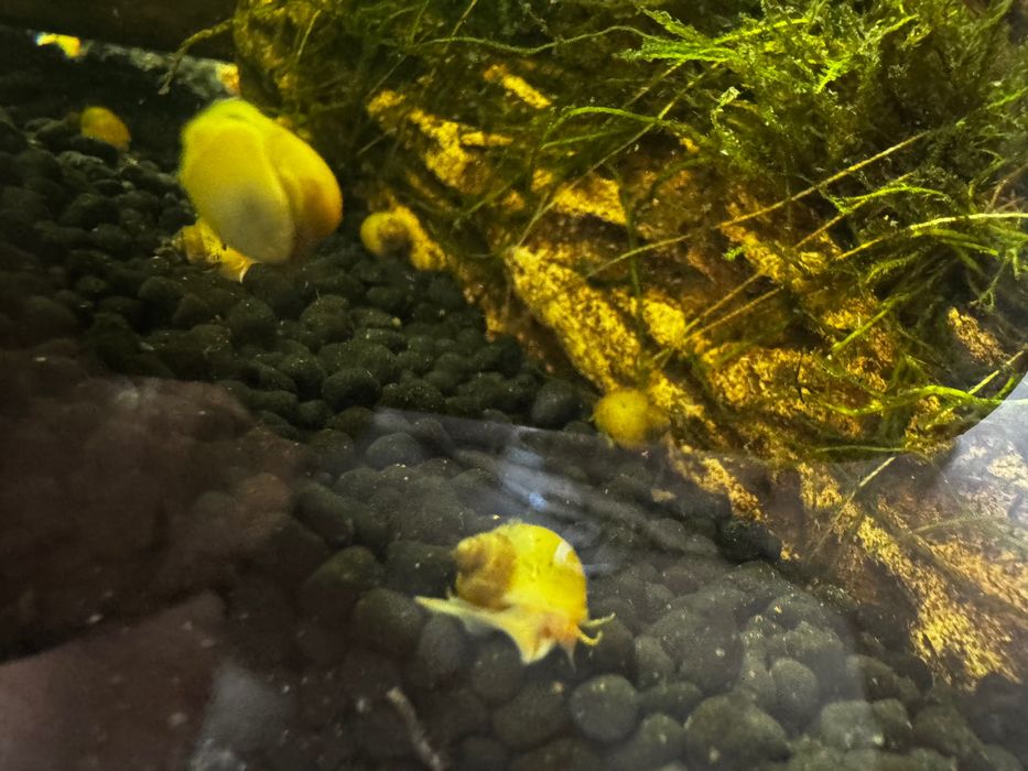 Mam na sprzedaż lub zamianę na rybki Ampularie.