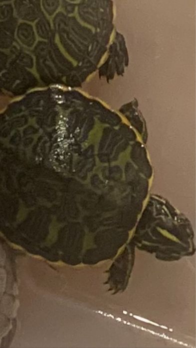 żółw wodno ladowy hieroglifowy